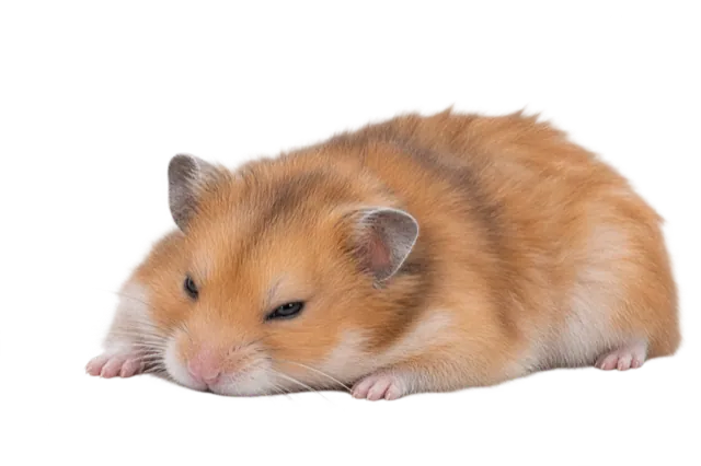 Ослабленный хомяк спокойно лежит дома